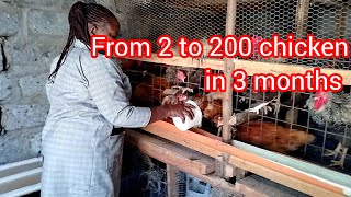 From 2 chicken to 200 chicken in 3 months in the life of a small scale poultry farmer [upl. by Ponton596]