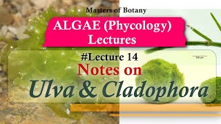 Lecture 14  Ulva and Cladophora Life Cycle Chlorophyceae  Algae Lecture Notes [upl. by Neelhtac]