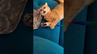 Rainbow ribbon gymnastics 🤸 cat catvideos catfunny catlover britishshorthair [upl. by Samled]