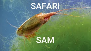 Our Prehistoric Triops Eggs Finally Hatched  Safari Sam [upl. by Radbourne]