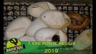 1 ère ponte de Python regius 2019 quotbananaquot x quotpinstripequot [upl. by Gonagle]