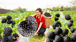 Harvest Full of ripe Strawberry in the garden  Make Strawberry Yogurt clusters  Phương Daily Life [upl. by Ybrad824]