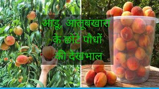 छोटे पौधों की देखभाल का तरीकाplum peach pear [upl. by Dorolice]