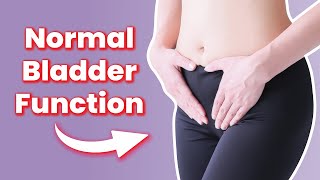 How Does a Healthy Bladder Function [upl. by Vasiliki]