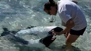 Sea World Aquatica Black amp White Dolphins Up Close Feeding amp Tricks [upl. by Mervin]