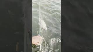 fishing fiish beachfishing fish filefish carpfishing fihing videogama carp fiahing [upl. by Stelle]