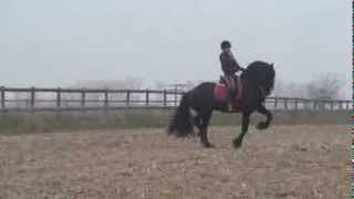 Hille FT Friesian Sport Horse Z Dressage Level [upl. by Collier963]