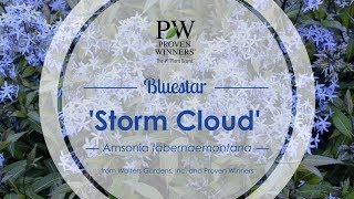 Storm Cloud Bluestar  Walters Gardens [upl. by Mallory]