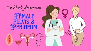 En block dissection of perineum female perineum female pelvis anatomy biology dissection [upl. by Claiborn388]