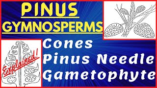 Genus Pinus Gymnosperm  Pinus Needle and Stem Structure  Male and Female Cone  Morphology Diagram [upl. by Gereron67]