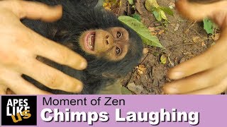 Chimpanzees Playing amp Laughing [upl. by Airdnaxela]