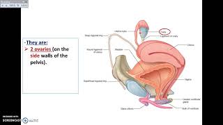 Overview of Pelvis 6  Female Pelvic Organs  Dr Ahmed Farid [upl. by Reider308]