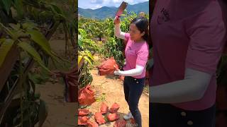 Lots of ripe mangoes 🥭🥭 and harvesting sweet mango from farm shorts harvest youtubeshorts [upl. by Anneh156]