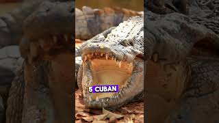 Exploring the Different Types of Crocodiles  The Beast World  Interesting Facts [upl. by Ttam665]