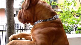 Dogue de Bordeaux Babu Handsome boys daily life [upl. by Bock762]