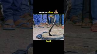 इस नाग का परिवार 🐍 shortfeed shorts [upl. by Lissy428]