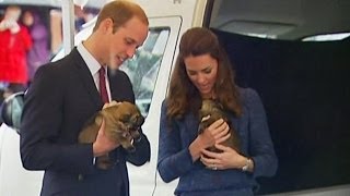 Royal tour Prince William and Kate captivated by police puppies [upl. by Llerrod383]