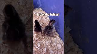 Newest edition BobWhite Chicks familyfun homestead [upl. by Anolla]