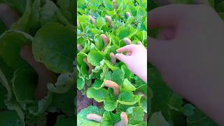 Tamarind Watermelon And Others Fruit Cutting । [upl. by Notsirhc]