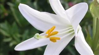 12 Types Of Beautiful White Lily Flowers [upl. by Lewak923]