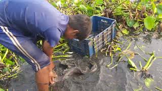 Wow amazing hand fishing video  Traditional catching big catfish by removes water hyacinth today [upl. by Hacim]