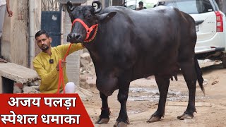 अजय पलड़ा स्पेशल धमाका 25 किलो दूध की बाखड़ी भैंस और झोटी 9953460202 [upl. by Shelden217]