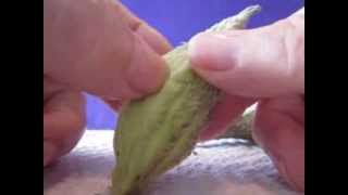 Collecting and Harvesting Common Milkweed Asclepias syriaca Seeds [upl. by Kiker]