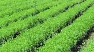 Grow Your Organic Stevia  How to Use Organic Stevia as Sweetener [upl. by Hras]