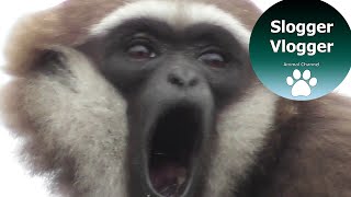 Close Up Gibbon With Its Amazing 100 Decibel Voice [upl. by Ariana]