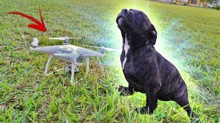 TREINANDO MEU CACHORRO COM O DRONE [upl. by Aidyl116]