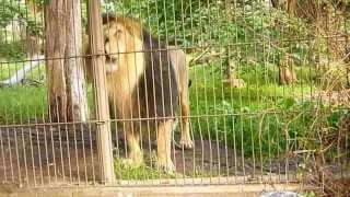 Asian lion roaring scaring a child It is Panthera Leo Persica or P Leo Leo [upl. by Atinele797]