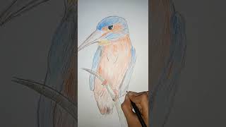 Kingfisher drawing 🐦 Colour Pencil art 🎨 [upl. by Nahshun]