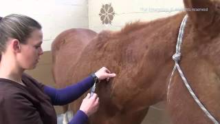 How to Give A Horse an Intramuscular Shot  IM Injection [upl. by Emirac]