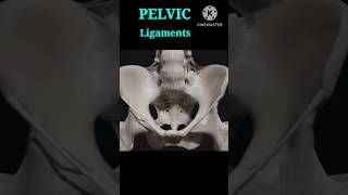 Pelvis Ligaments anatomy medical shorts [upl. by Cavuoto]