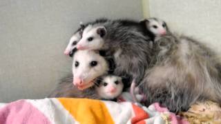 Opossum Babies getting too big for Mother quotOpossum Dr Kenneth Jones Animal Hospitalquot [upl. by Nnitsuj249]