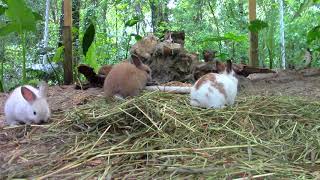 Rabbits Playing on a Southern Spring Day [upl. by Amadus]