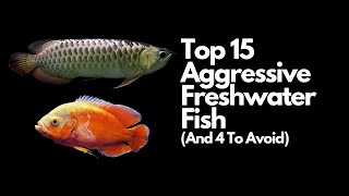 The Top 15 Most Aggressive Freshwater Fish 👊 And 4 To Avoid [upl. by Pestana823]