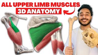 All upper limb muscles anatomy 3d  upper limb muscles origin and insertion anatomy [upl. by Eihs]