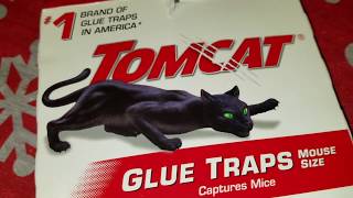 ✅ How To Use TomCat Mouse Size Glue Traps Review 🔴 [upl. by Hbaruas425]