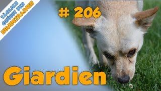 Giardien beim Hund Stinkender Durchfall♨️ Symptome Auswirkungen und Behandlung  TGH 206 [upl. by Trillby713]