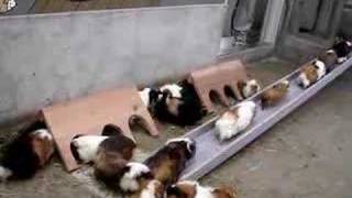 Cavia Queue [upl. by Parke]