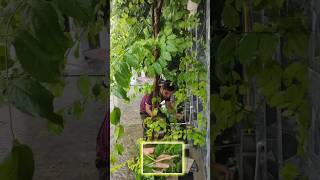 Tips to grow any plant cutting  ऐसे लगाओगे तो कोई भी कटिंग आराम से उगेगी🌿shorts viral gardening [upl. by Ellac745]