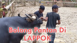 Bolong Pantan OTS Di Lappok Di Arena Malakiri 16 Desember 2022 oleh Kerbau dari Kawasik Group [upl. by Aruam]