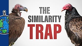 The Similarity Trap [upl. by Stretch]