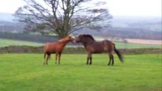 Exmoor Pony  Billy Milton has fun up north [upl. by Talmud631]