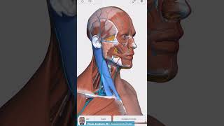 Visual Anatomy 3D  Facts about the Sternocleidomastoid muscle [upl. by Eniamrej]