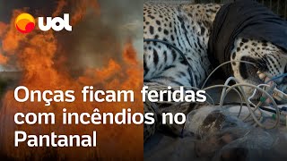 Crise climática Onças feridas em incêndios no Pantanal são recebidas em santuário e fogo preocupa [upl. by Darahs]