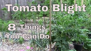 8 Ways To Help Keep Blight From Infecting Tomato Plants [upl. by Seuqirdor]