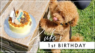 TOY POODLE  Zuko’s First Birthday [upl. by Nisse519]