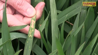 Crop Doctor Septoria rampant in Oxfordshire wheat [upl. by Kosaka980]